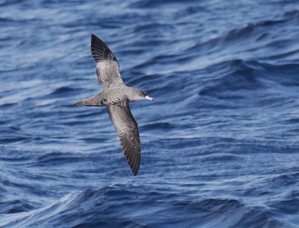 Pink-footed Shearwater - ML610171902