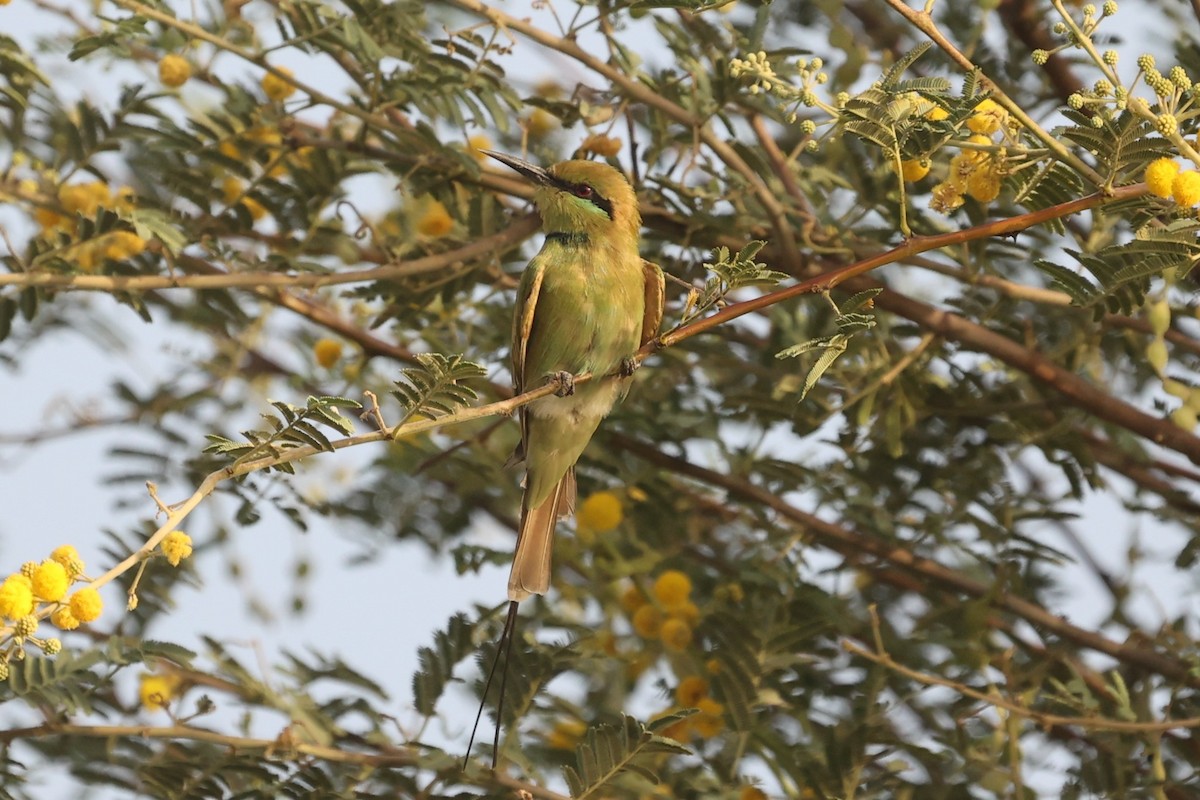 African Green Bee-eater - ML610171904