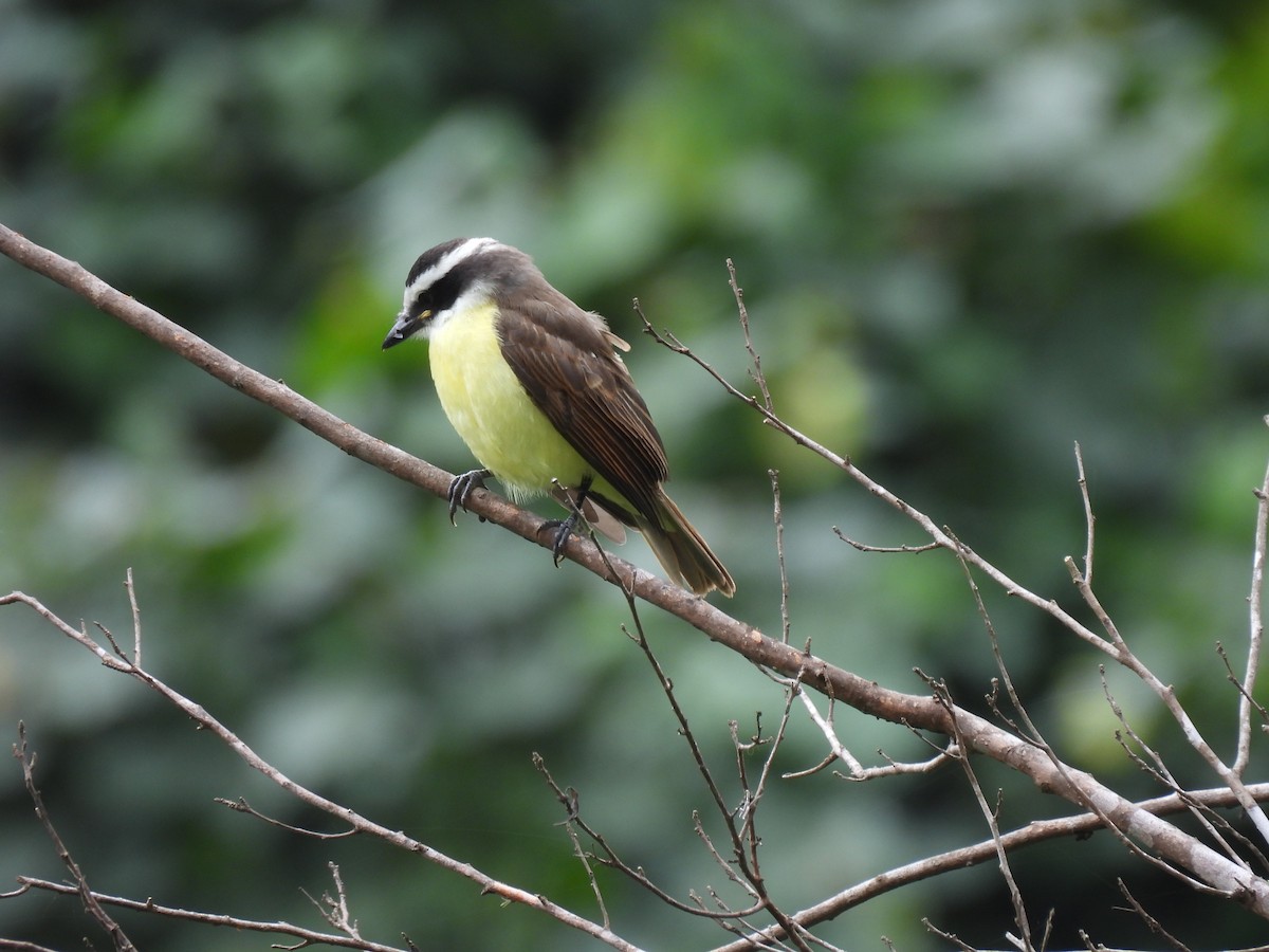 Great Kiskadee - ML610171906