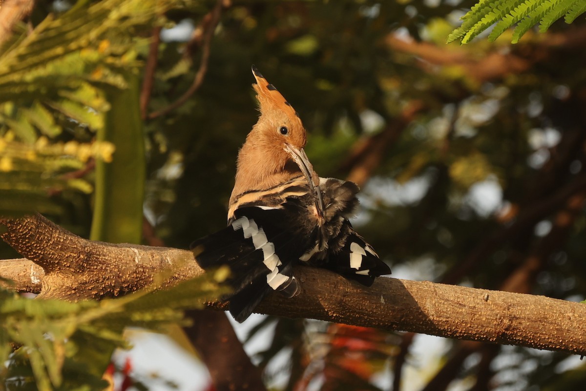 Eurasian Hoopoe - ML610171920