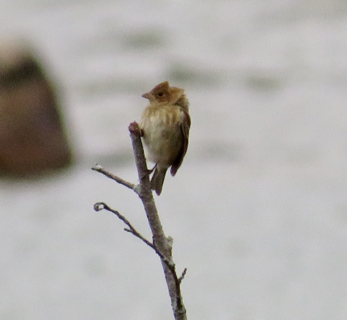 Indigo Bunting - ML610171925