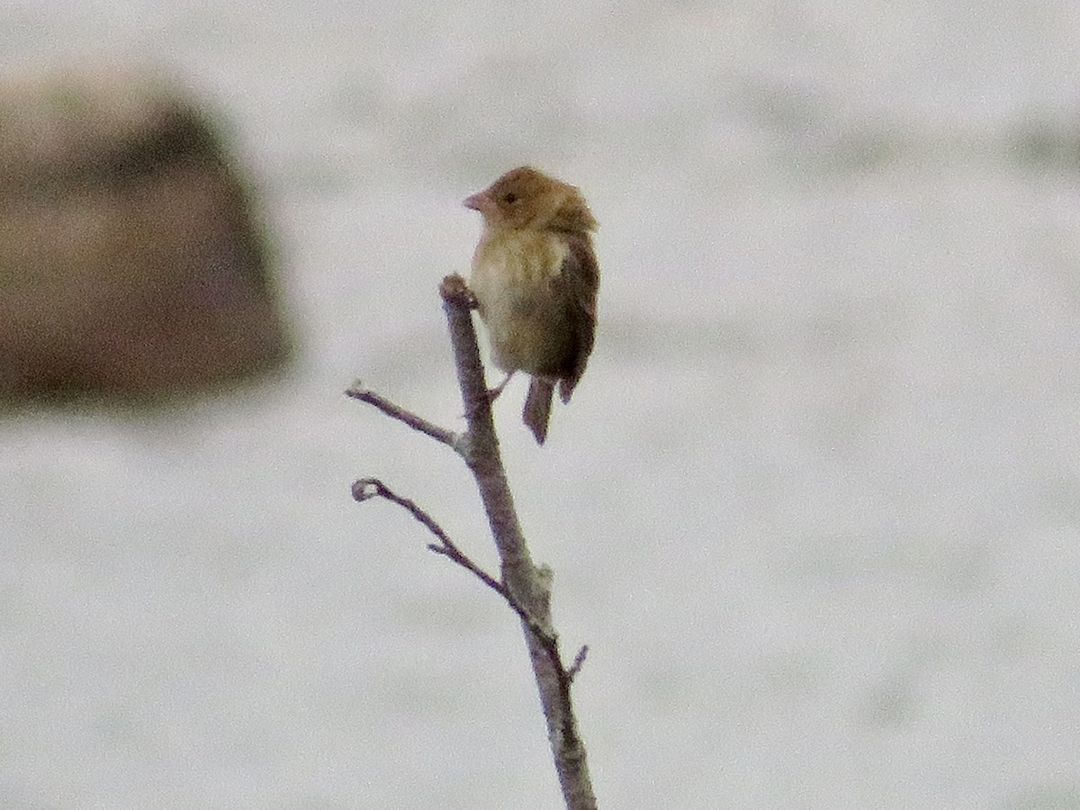 Indigo Bunting - ML610171926