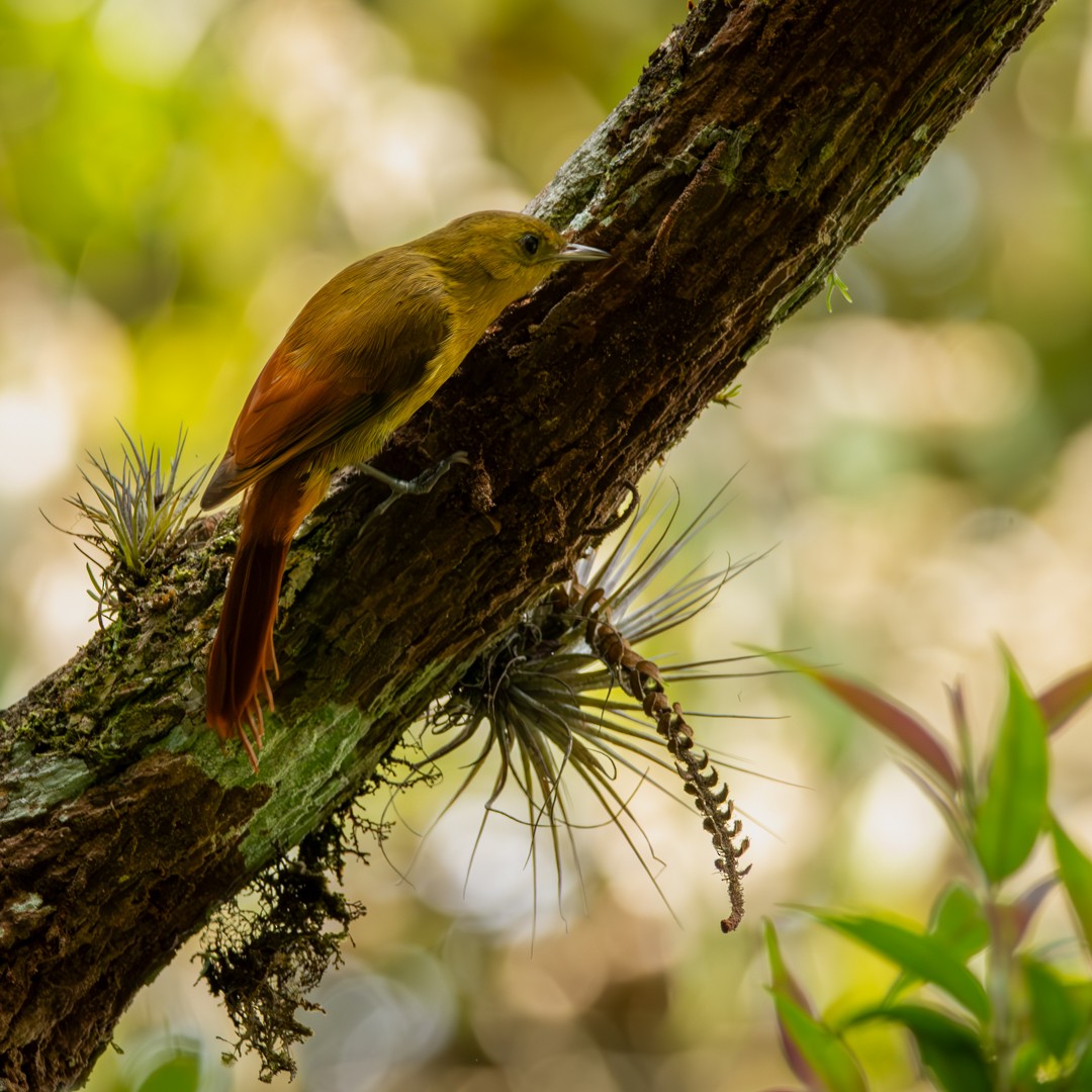 Olivaceous Woodcreeper - ML610171928