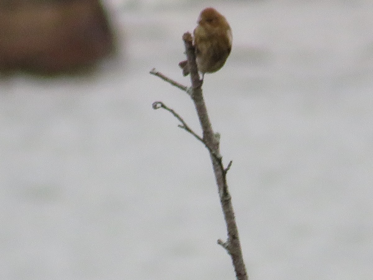 Indigo Bunting - ML610171937