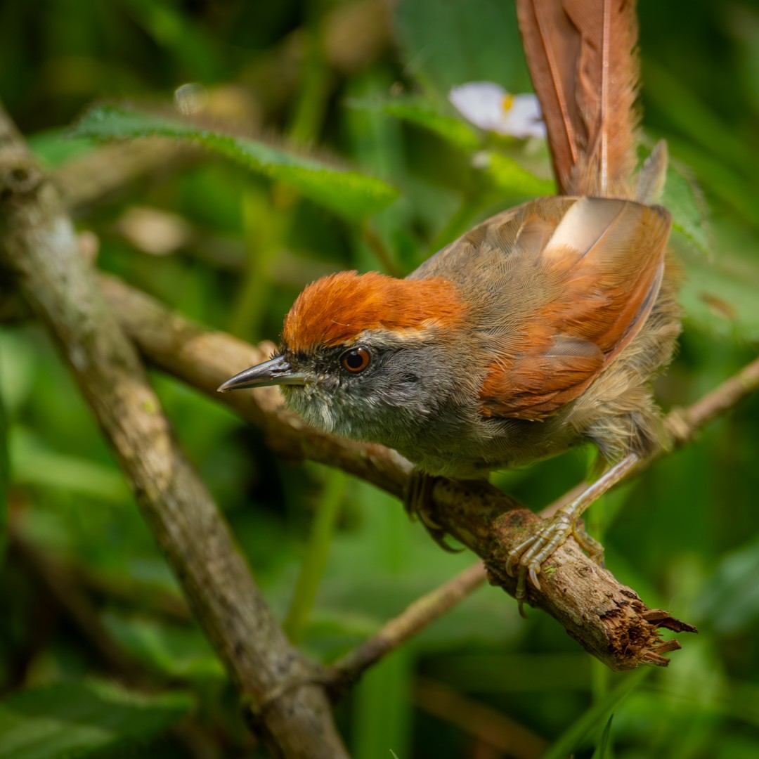 Rufous-capped Spinetail - Caio Osoegawa