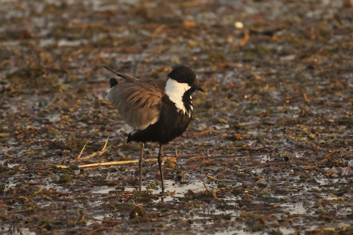 Spur-winged Lapwing - ML610171950