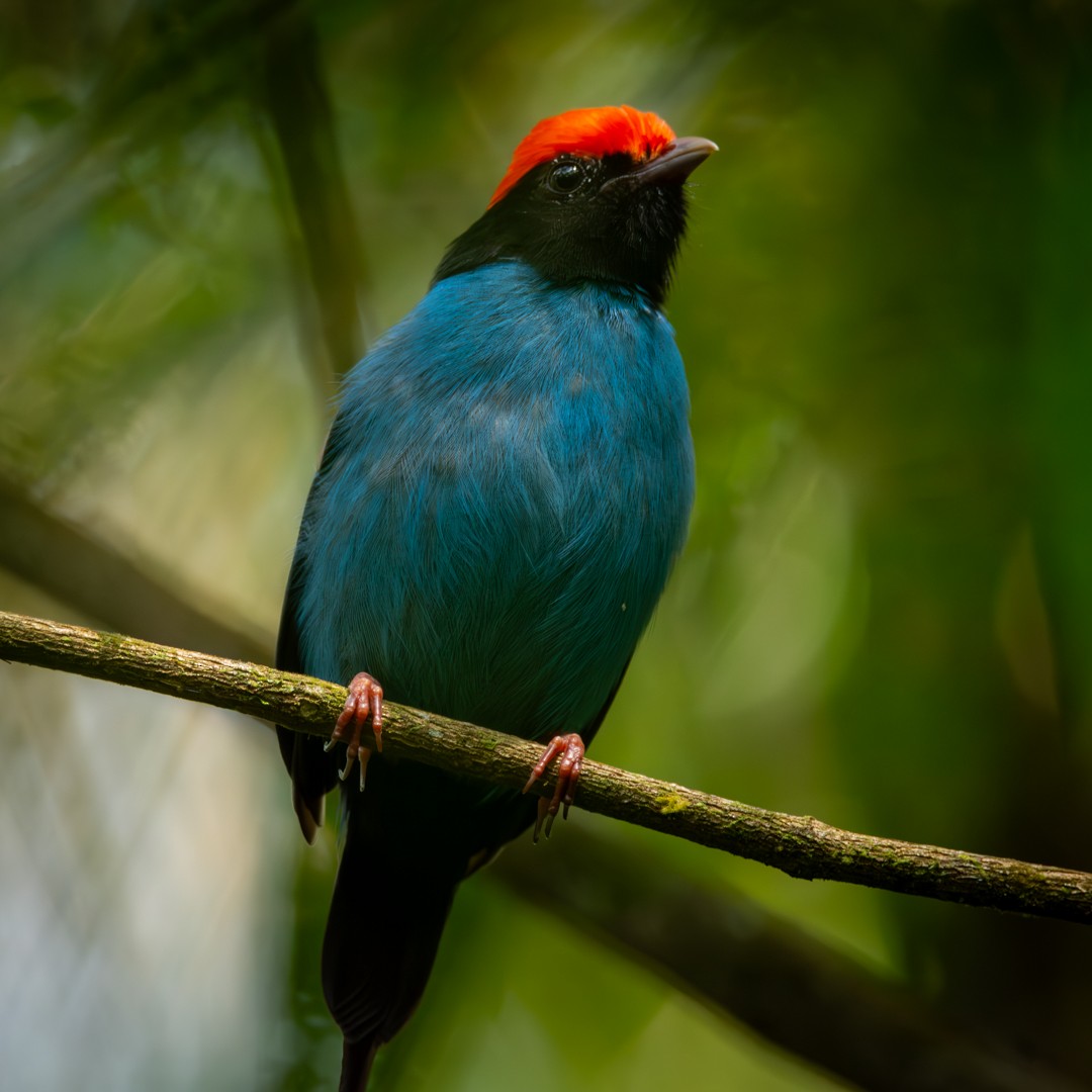 Swallow-tailed Manakin - Caio Osoegawa