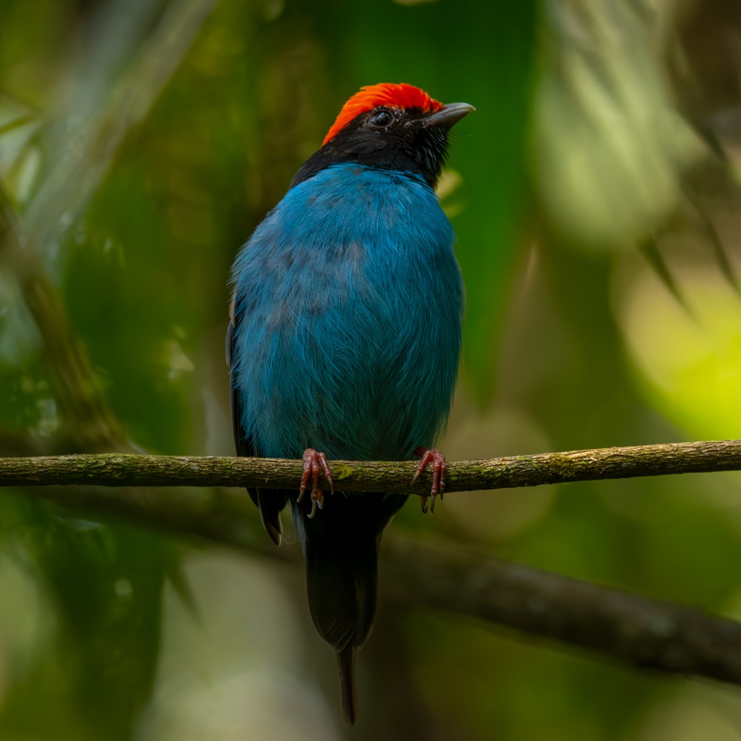 Swallow-tailed Manakin - Caio Osoegawa