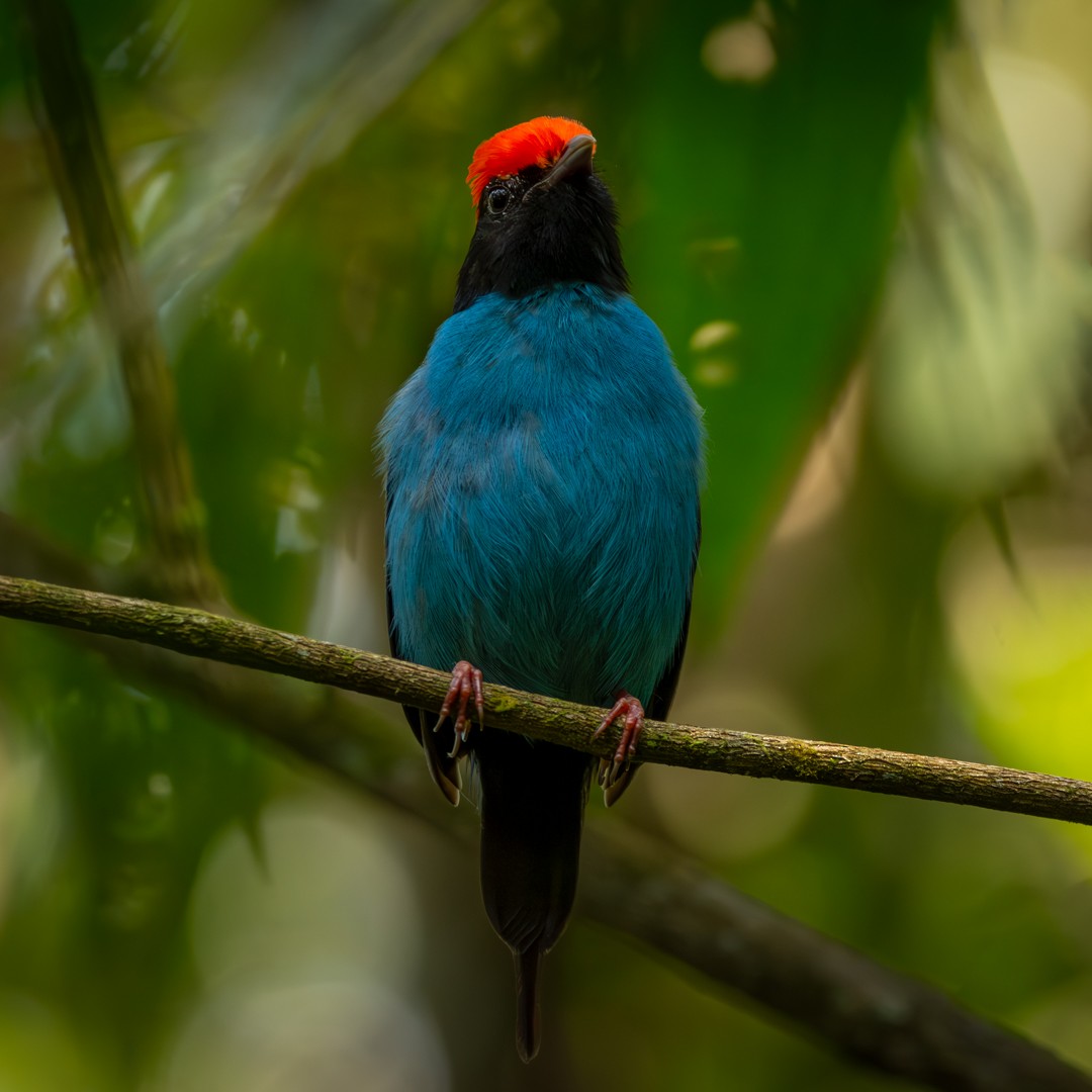 Swallow-tailed Manakin - Caio Osoegawa