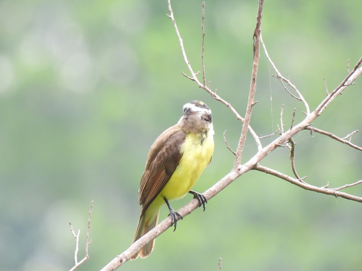 Great Kiskadee - Rosana Cangello