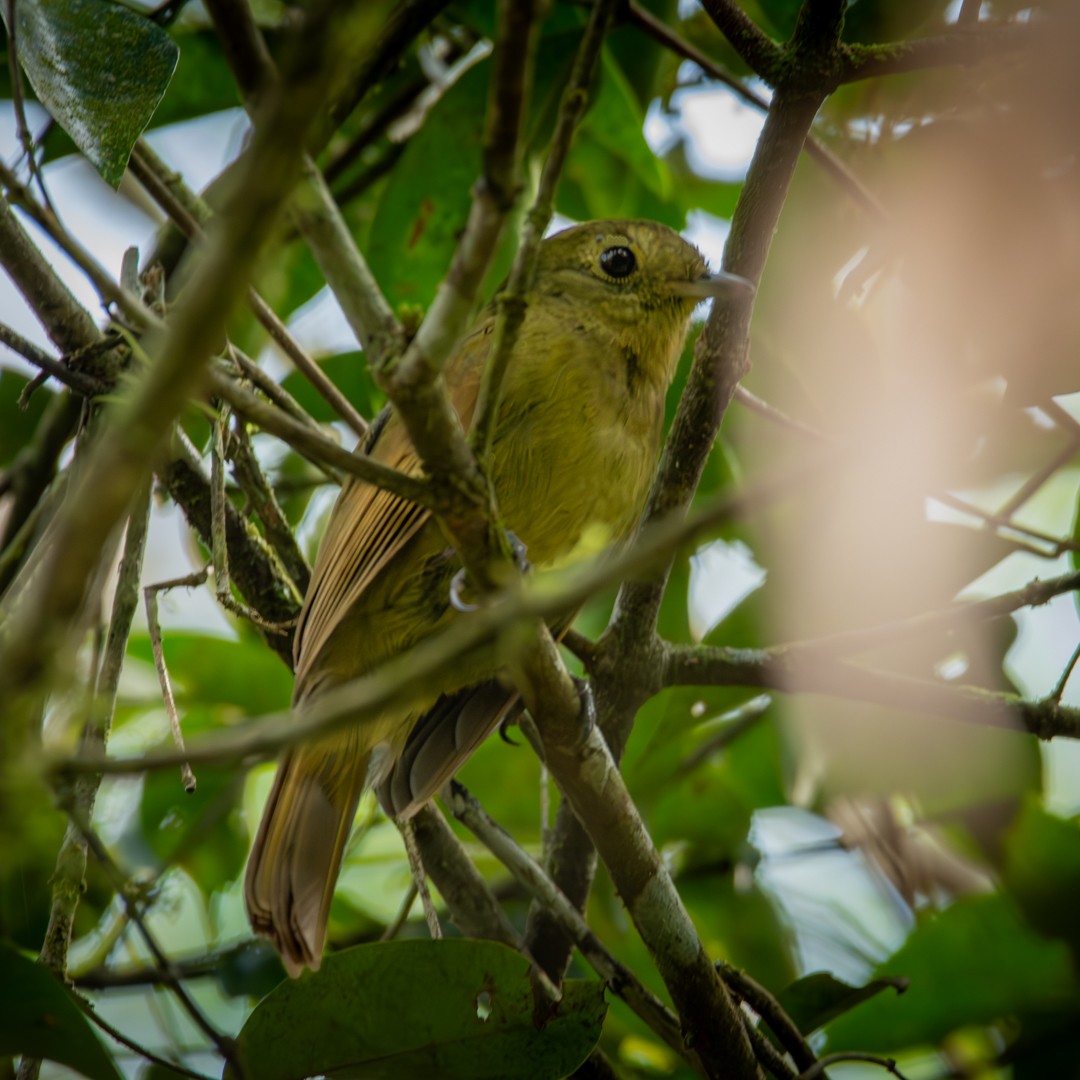 Greenish Schiffornis - Caio Osoegawa