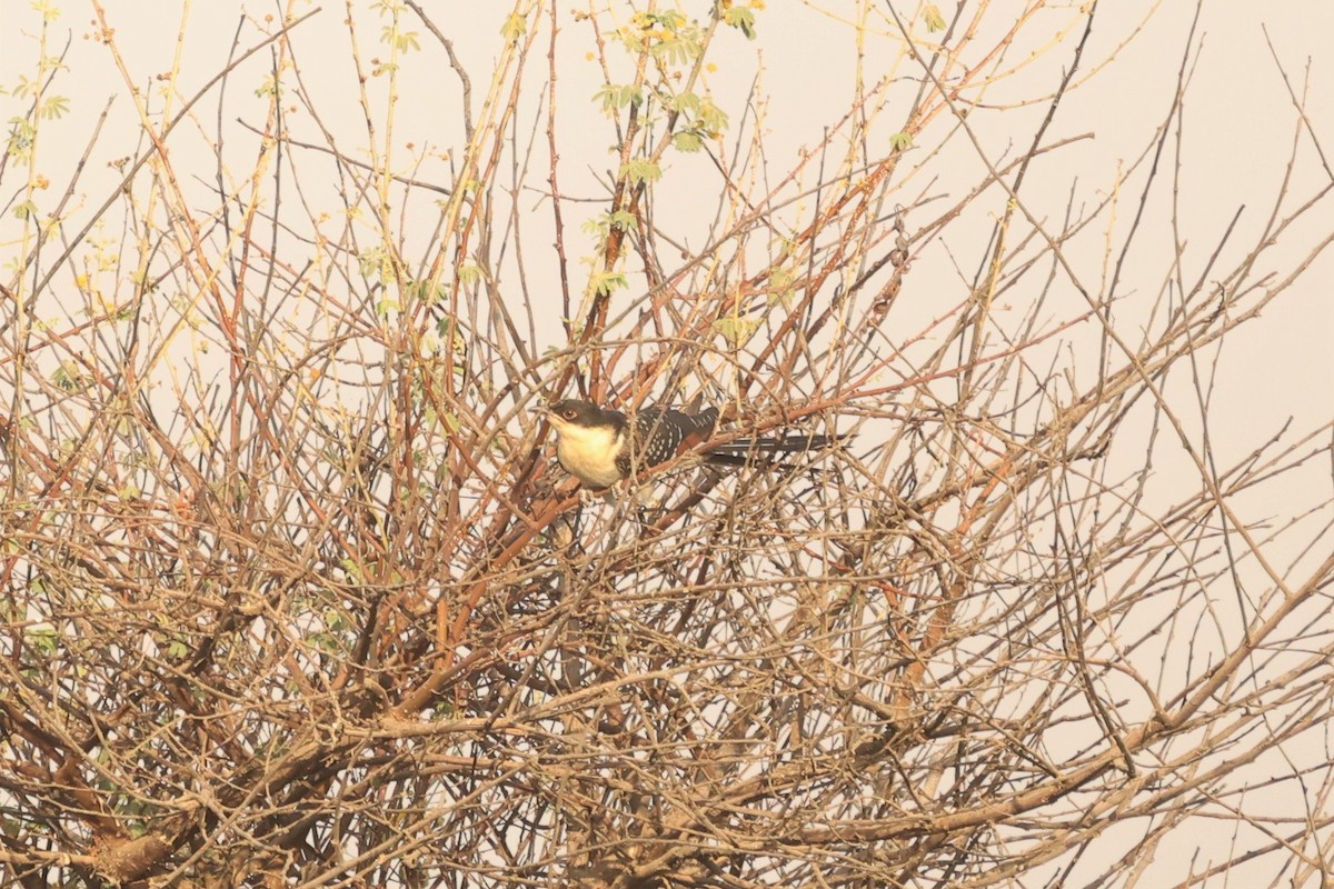 Great Spotted Cuckoo - Antony Faure