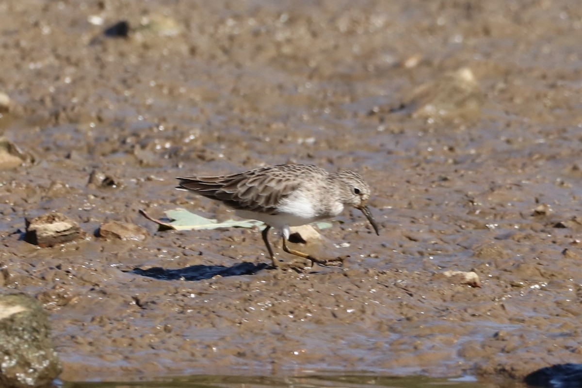 Bécasseau minuscule - ML610172015