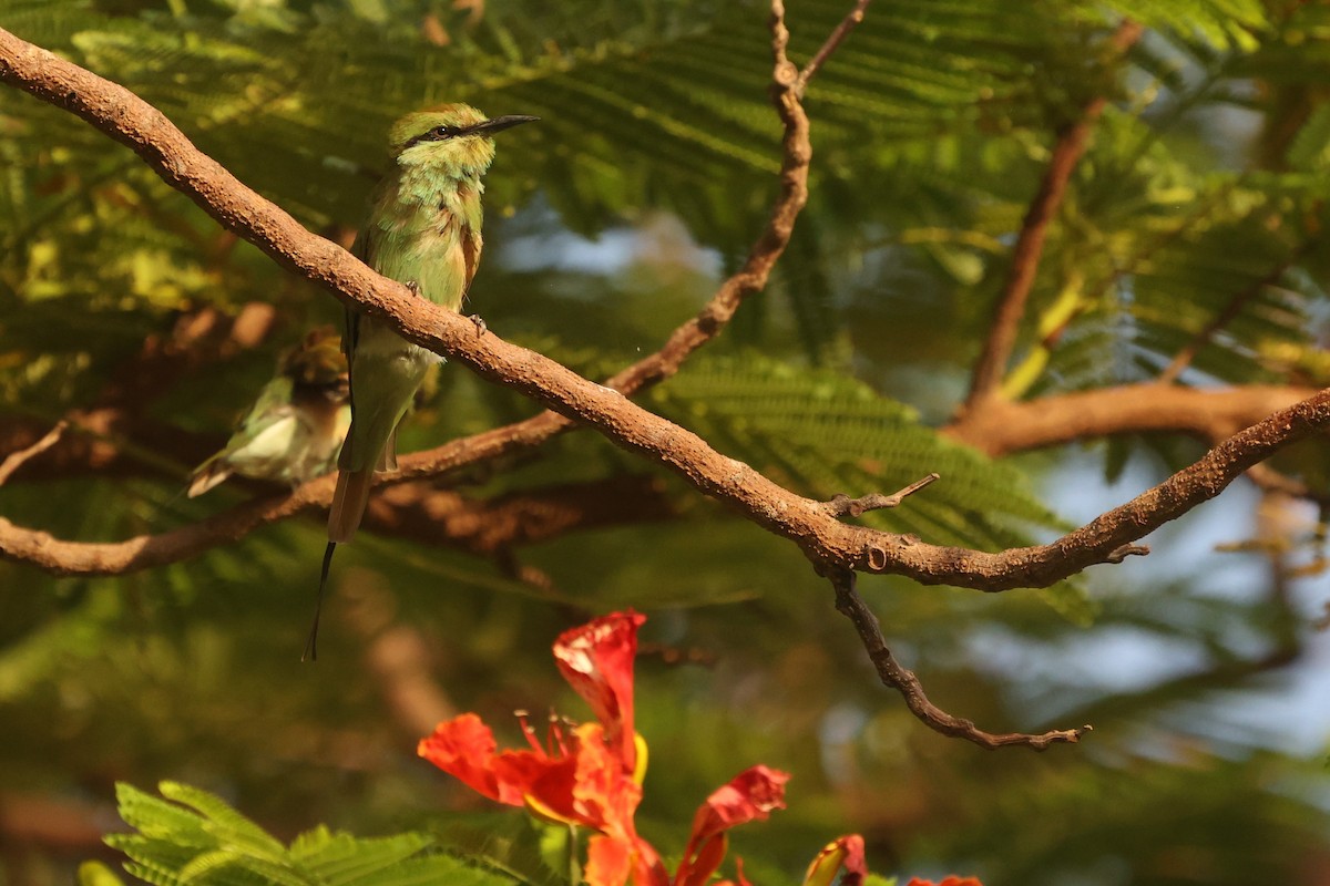 African Green Bee-eater - Antony Faure