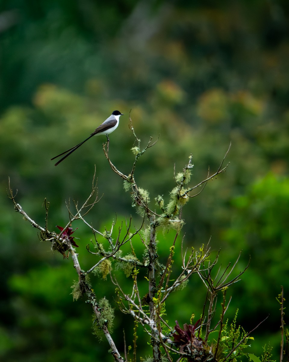 Fork-tailed Flycatcher (savana) - Caio Osoegawa