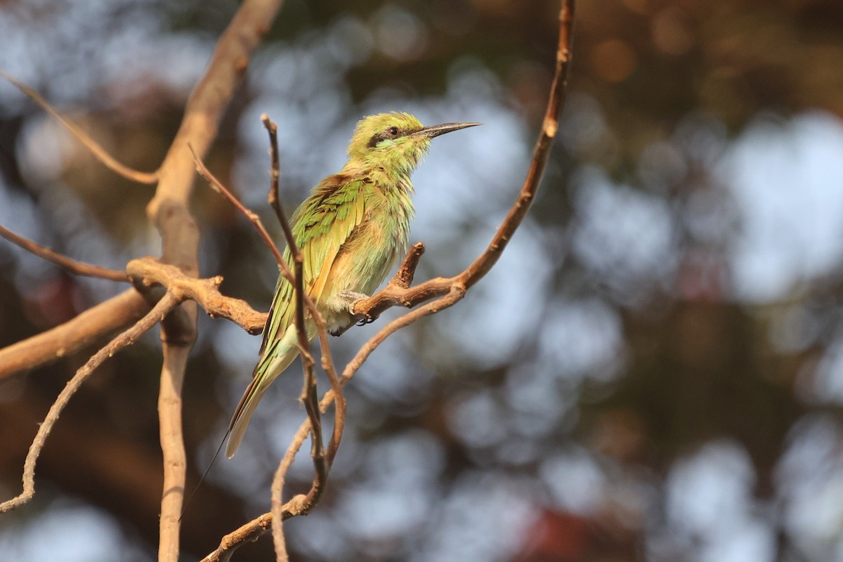African Green Bee-eater - ML610172026