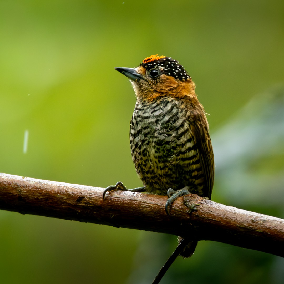 Ochre-collared Piculet - ML610172050