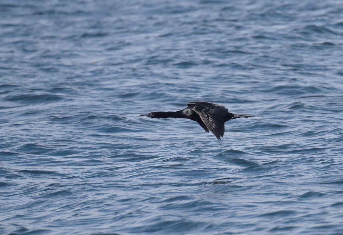 Pelagic Cormorant - ML610172054