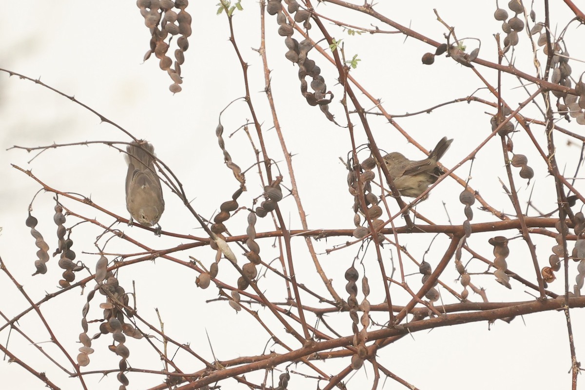 Eastern Olivaceous Warbler - ML610172073