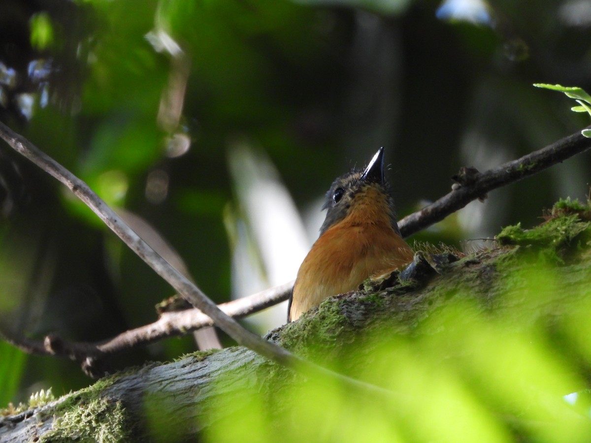 Sulawesi Blue Flycatcher (Sulawesi) - ML610172178