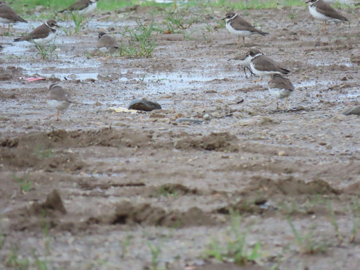 Semipalmated Plover - ML610172193