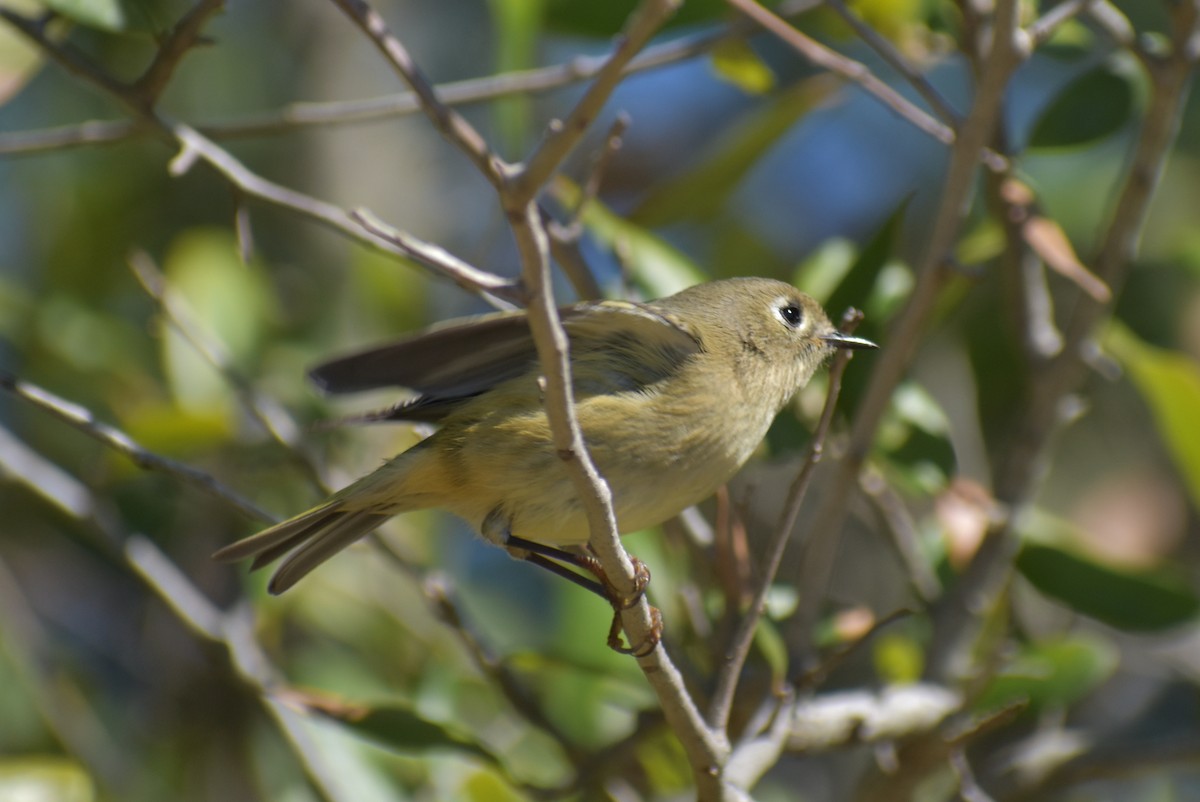 Ruby-crowned Kinglet - ML610172228