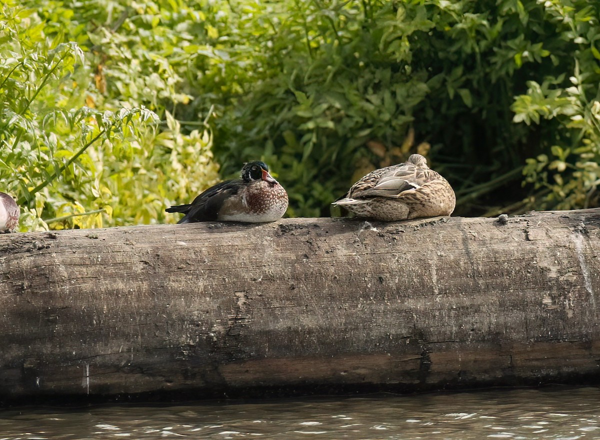 Wood Duck - ML610172449