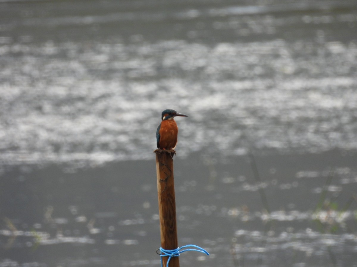 Common Kingfisher - Nelson Tito