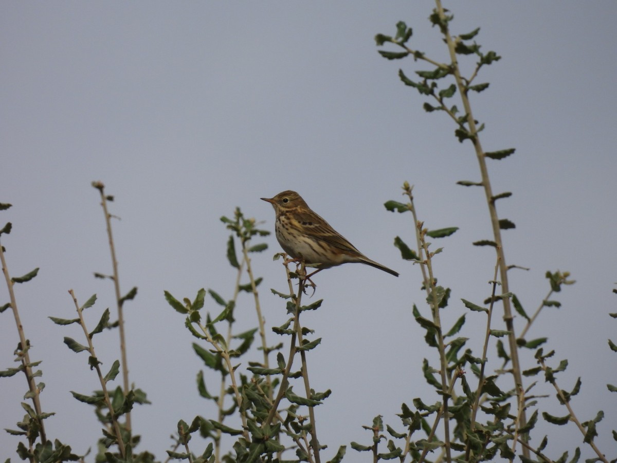 Tree Pipit - Nelson Tito