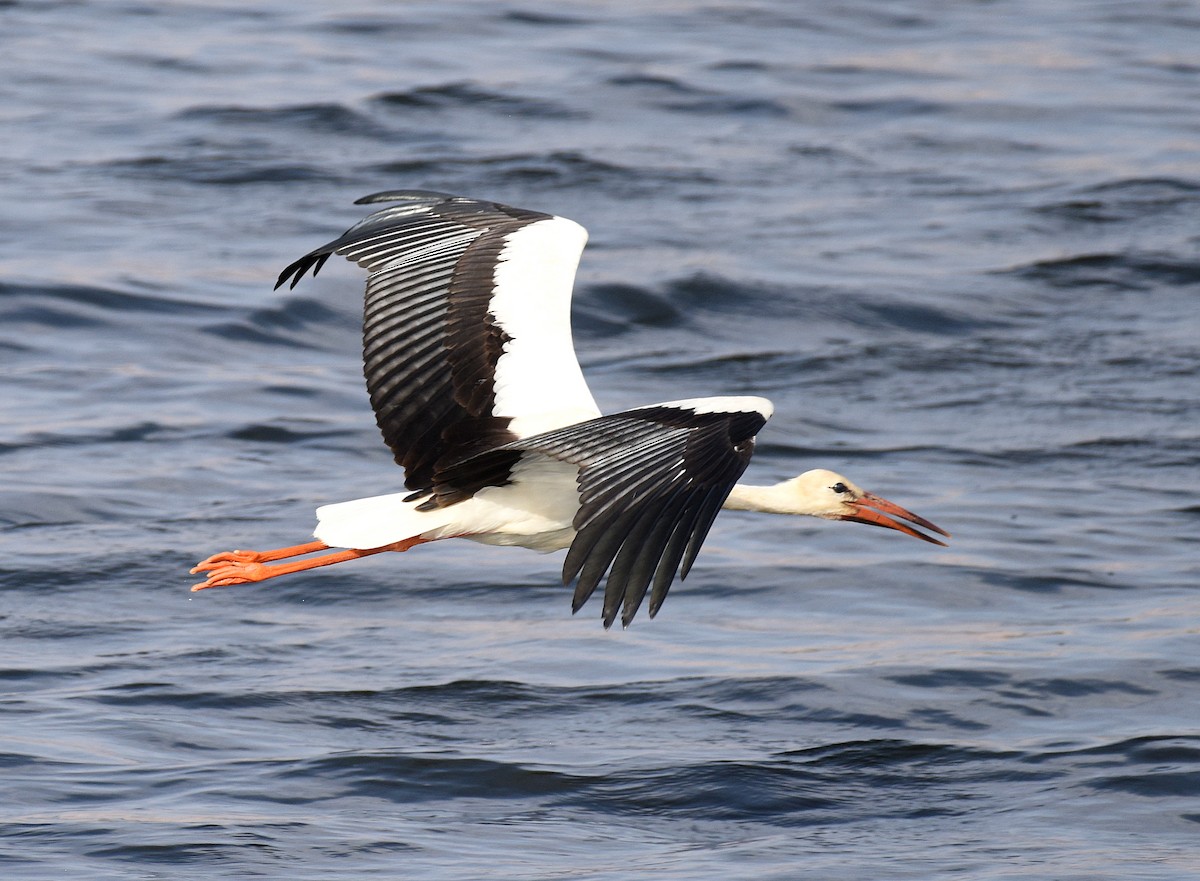 White Stork - ML610172471