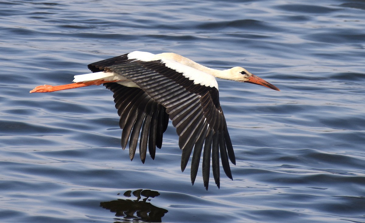 White Stork - ML610172472