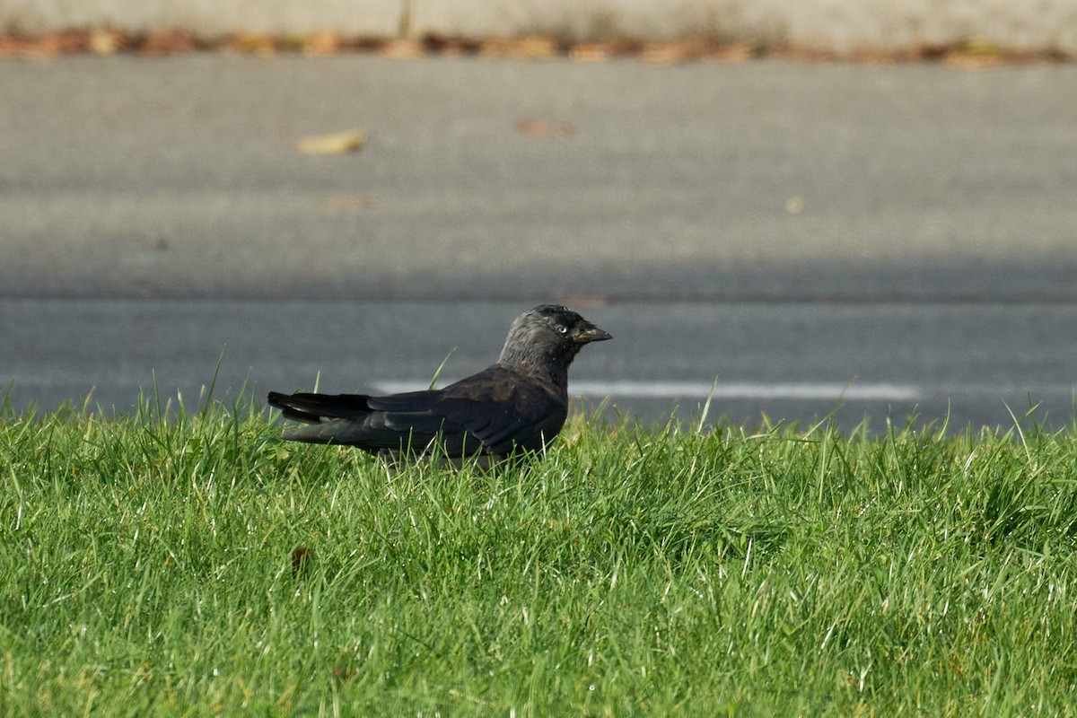 Eurasian Jackdaw - ML610172521