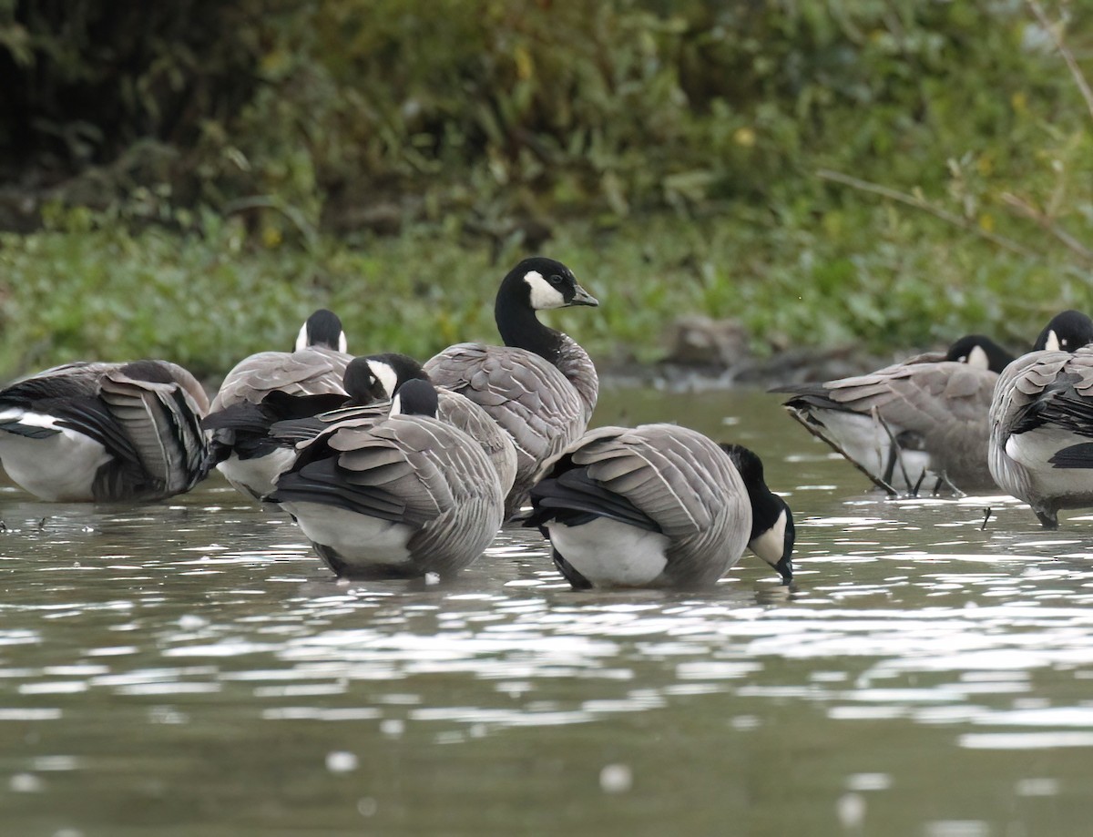 Cackling Goose - James Sherwonit