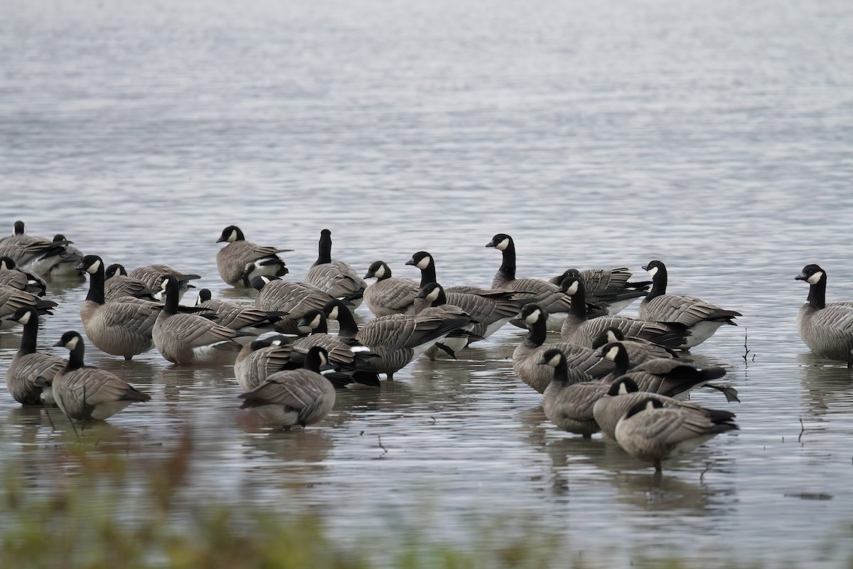 Cackling Goose - James Sherwonit