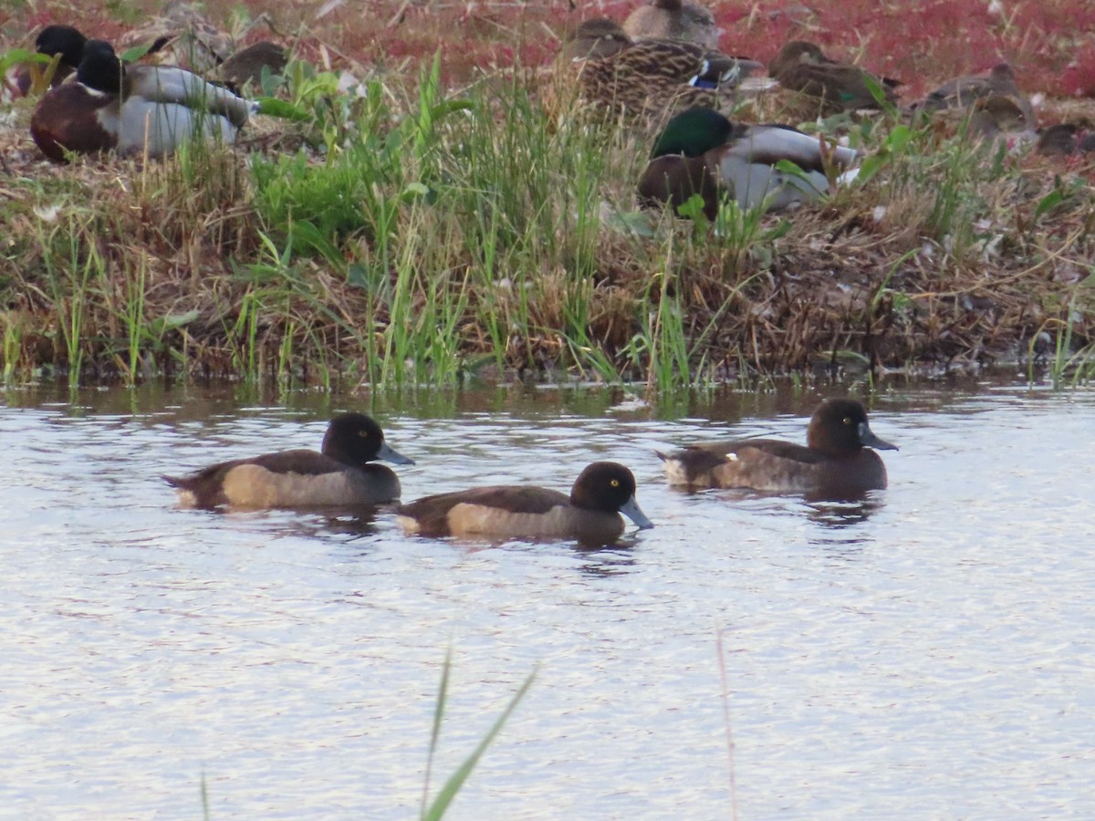 鳳頭潛鴨 - ML610172602