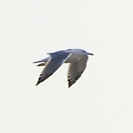 Lesser Black-backed Gull (Steppe) - ML610172617