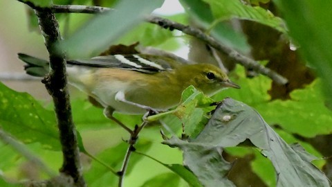 Bay-breasted Warbler - ML610172796