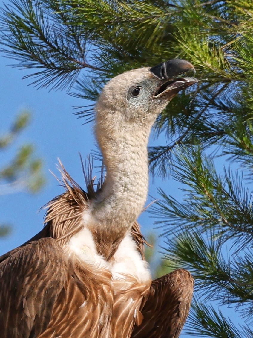 Eurasian Griffon - ML610172837