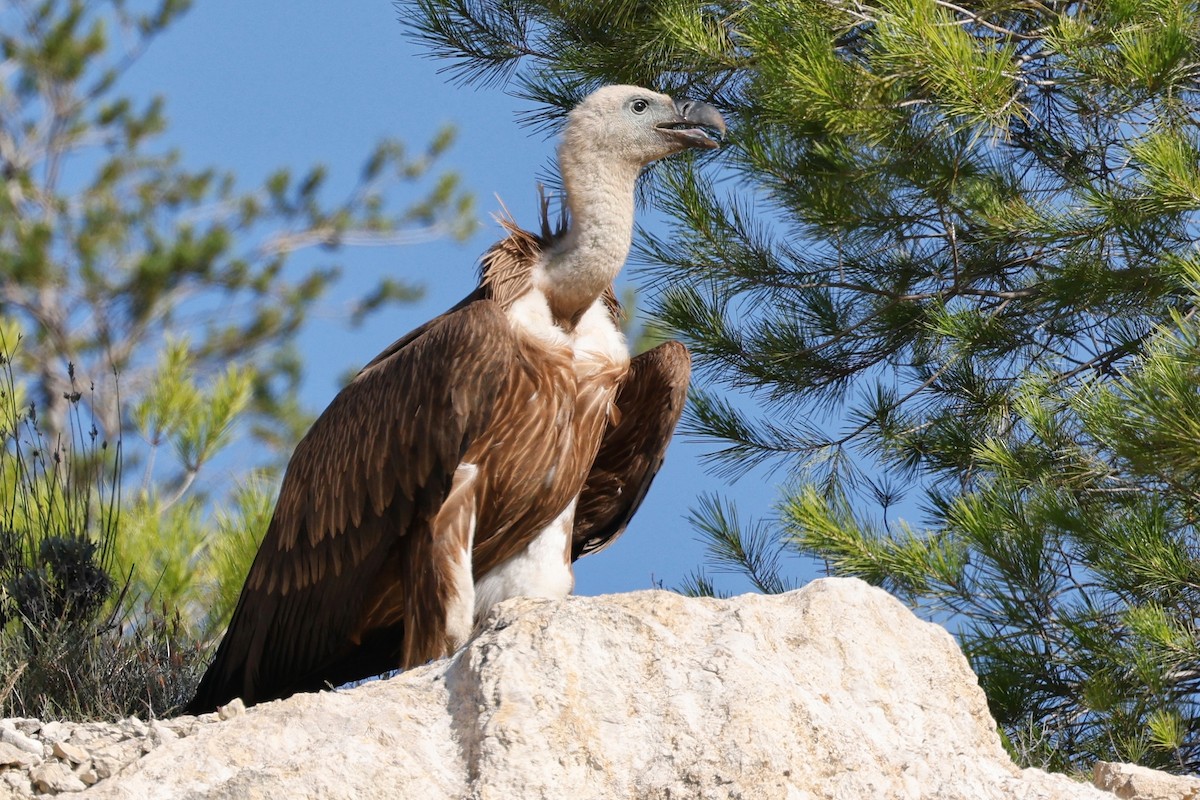 Eurasian Griffon - ML610172839