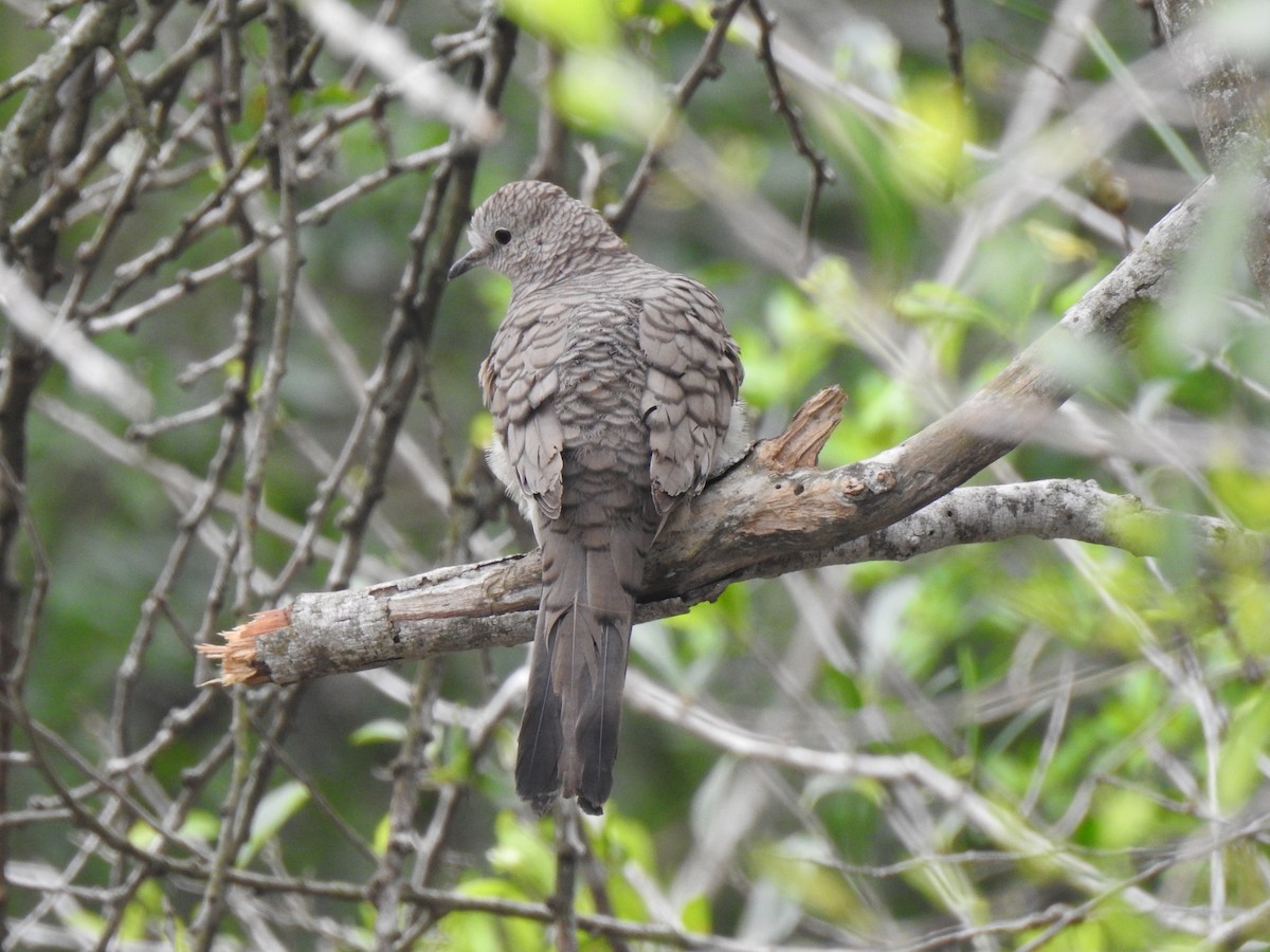 Inca Dove - ML610172843