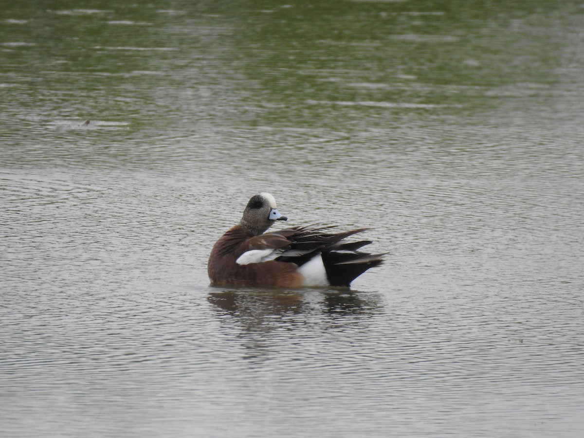 American Wigeon - ML610172953