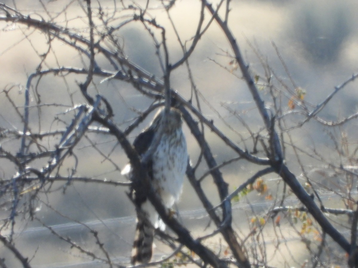 Cooper's Hawk - ML610172981