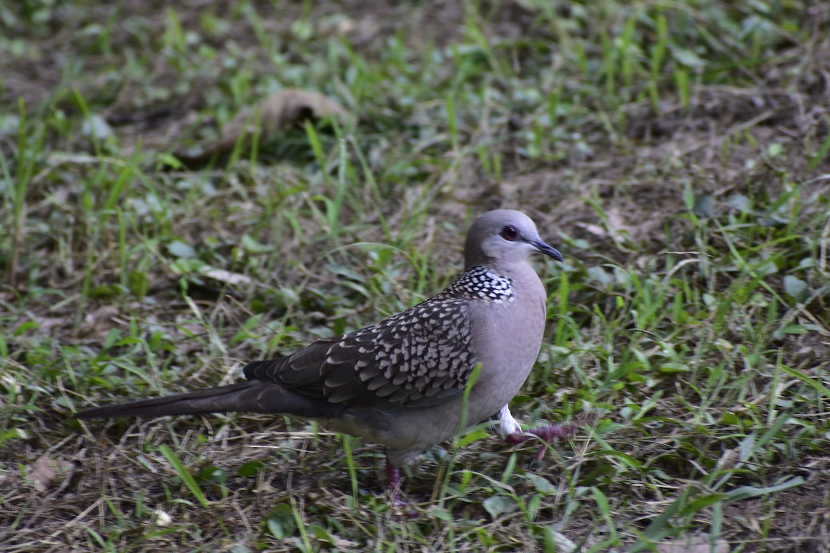 Spotted Dove - ML610173023