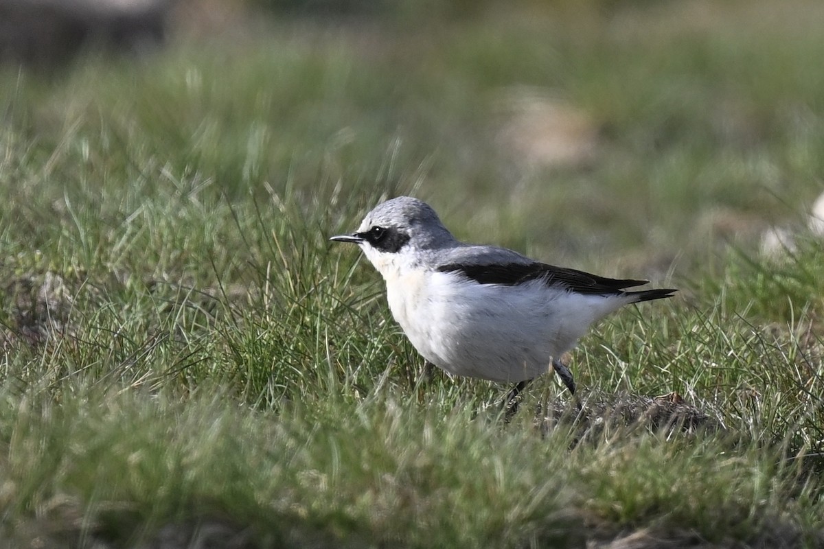 Northern Wheatear - ML610173058