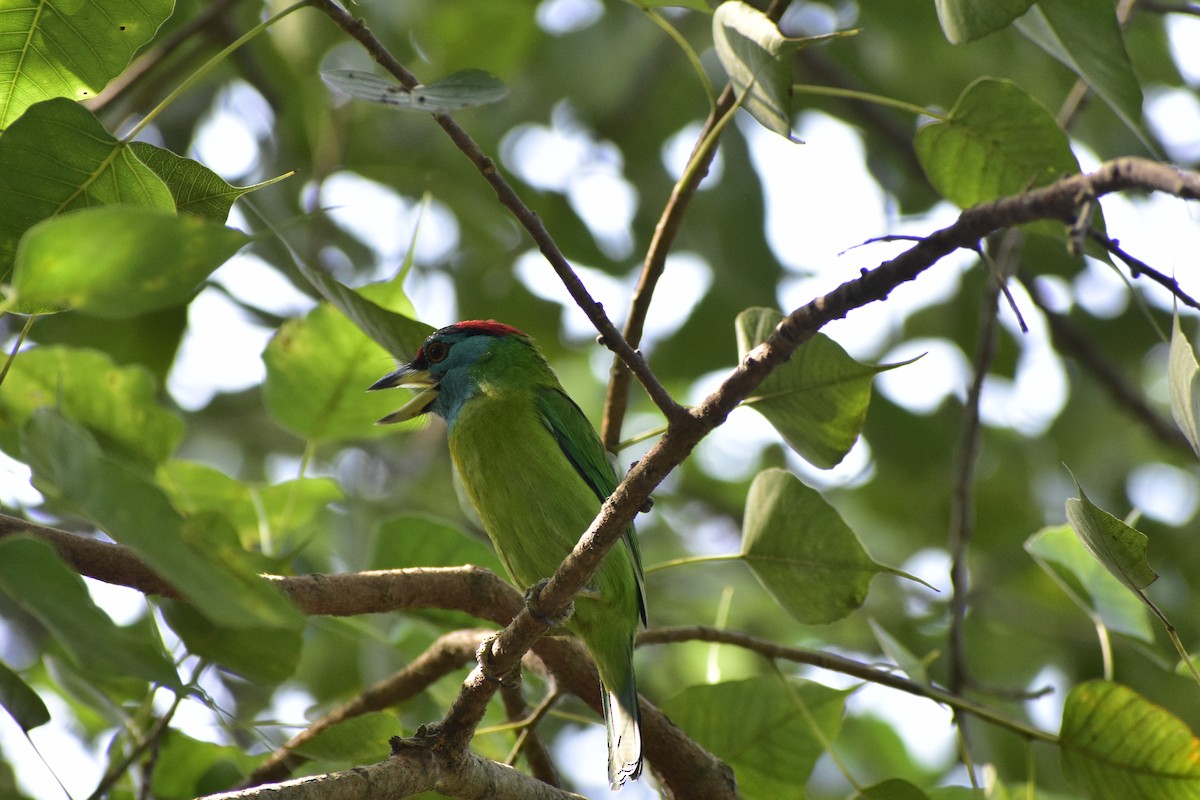 Blue-throated Barbet - ML610173059