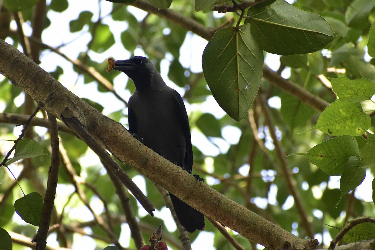 House Crow - ML610173078