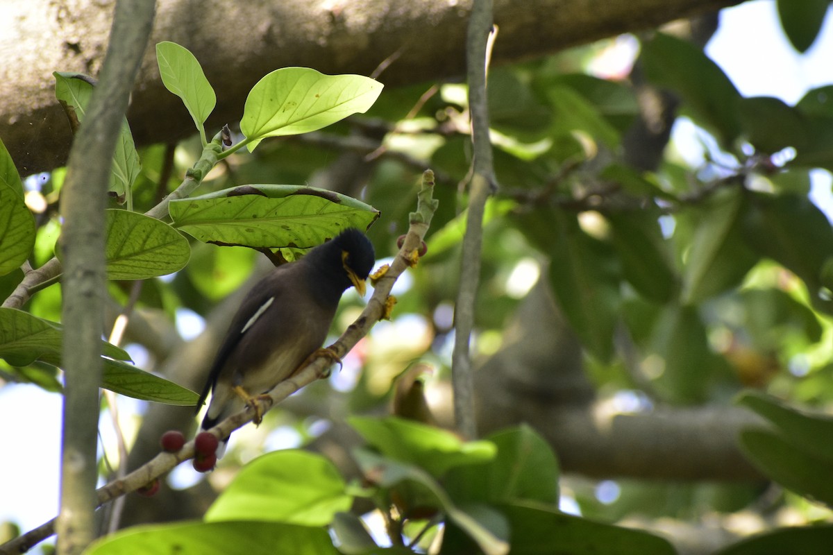 Common Myna - ML610173097