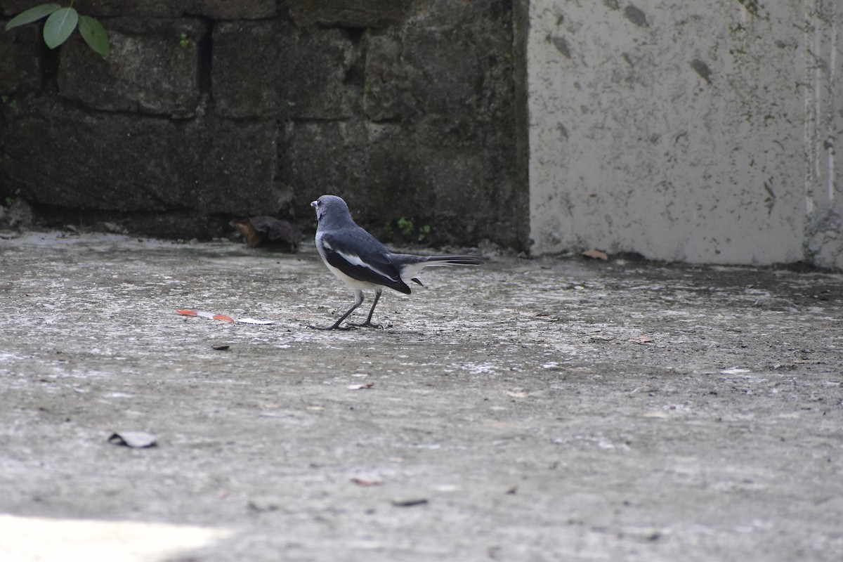 Oriental Magpie-Robin - ML610173117