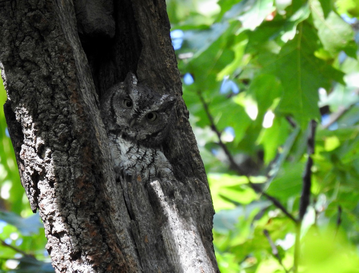 Eastern Screech-Owl - ML610173144