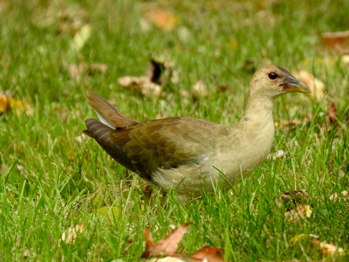 Purple Gallinule - ML610173151